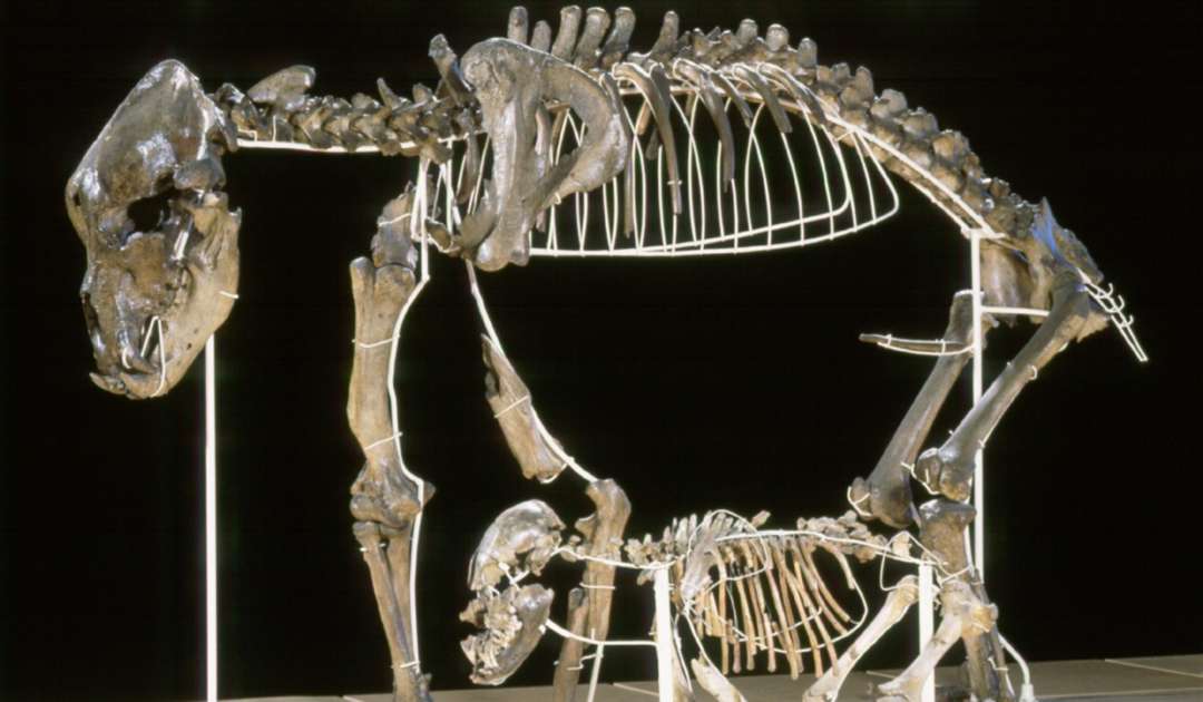 Höhlenbär Skelett