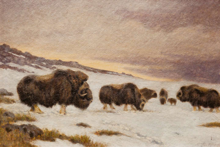 Moschusochsenherde im Schnee auf einem Gemälde von C. C. Flerov