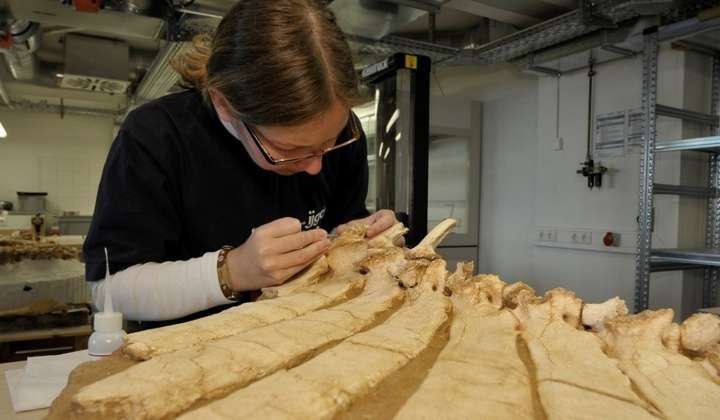 Präparatorin bei der Freilegung der Brustwirbelsäule eines 1,05 Millionen Jahre alten Bisons (Bison menneri) aus Untermassfeld als in situ-Präparat der Abteilung Quartärpaläontologie Weimar