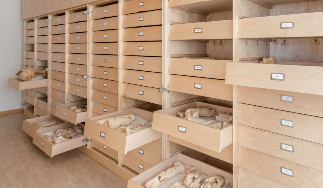 Blick auf offene Sammlungsschränke mit Großsäugerpräparaten der Sammlung der Abteilung Quartärpaläontologie Weimar