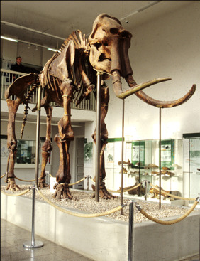 Skelett eines Steppenelefants im Spengler-Museum in Sangerhausen