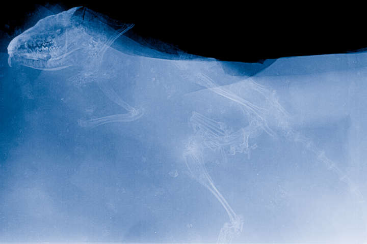 Röntgenbild Säuger Radiologie