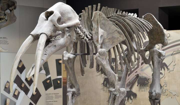 Gomphotherium angustidens