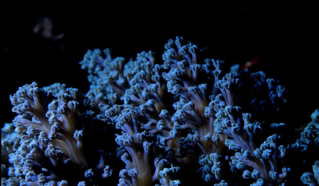Unsplash Stockfoto Koralle
