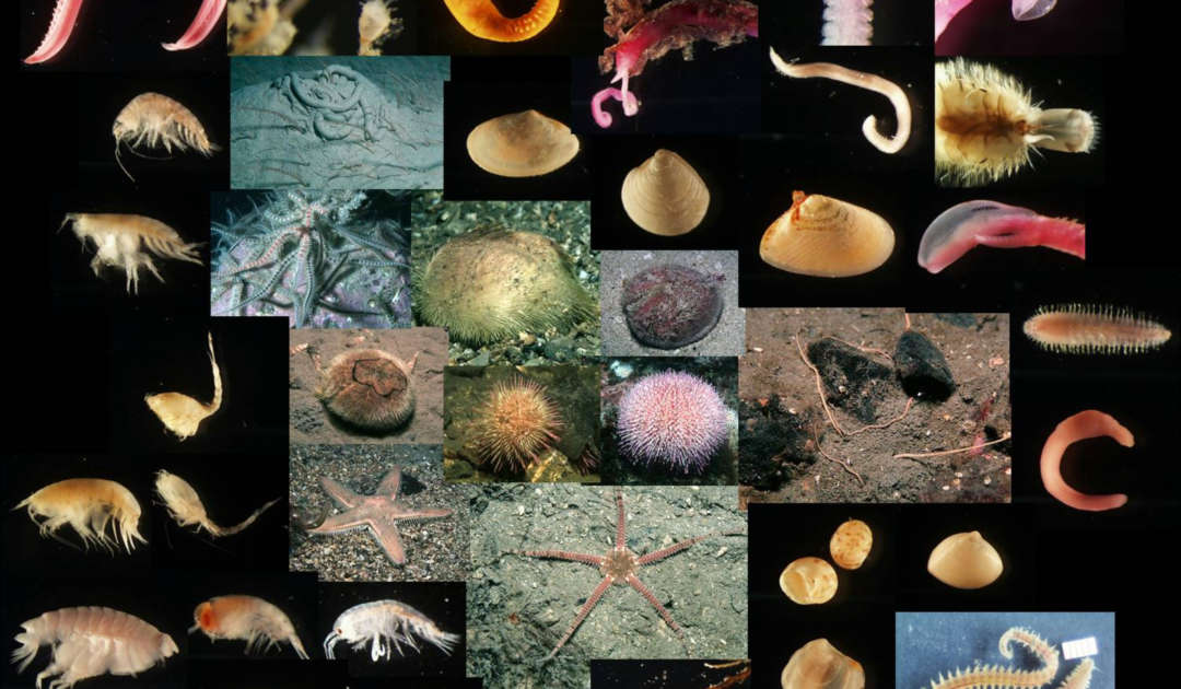 FB Meeresbiologie Bilder
