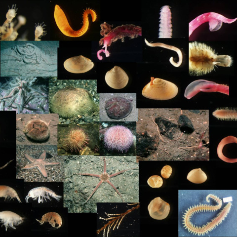 FB Meeresbiologie Bilder
