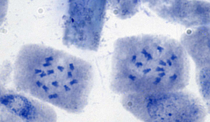 PotentillaAurea - 2 Zellen mit 2n14 Chromosomen