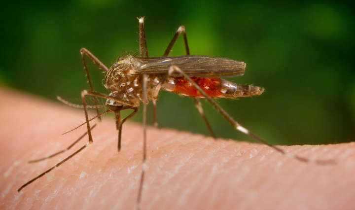 Sommer Gesichts Mücken Outdoor Faltbare Net Insekten-beständig