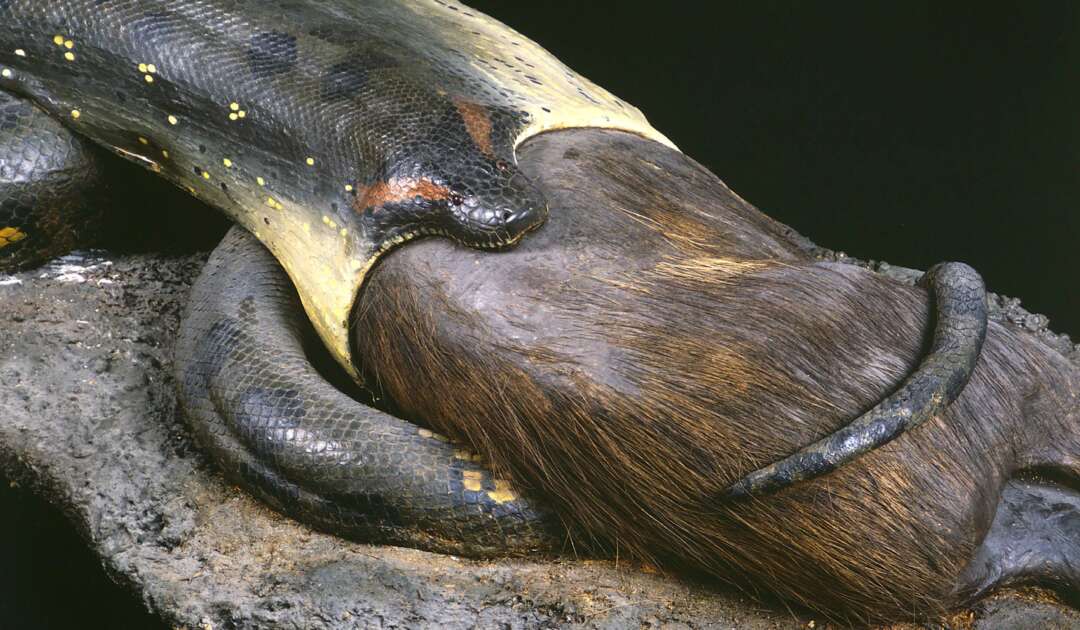 Anaconda mit Wasserschwein