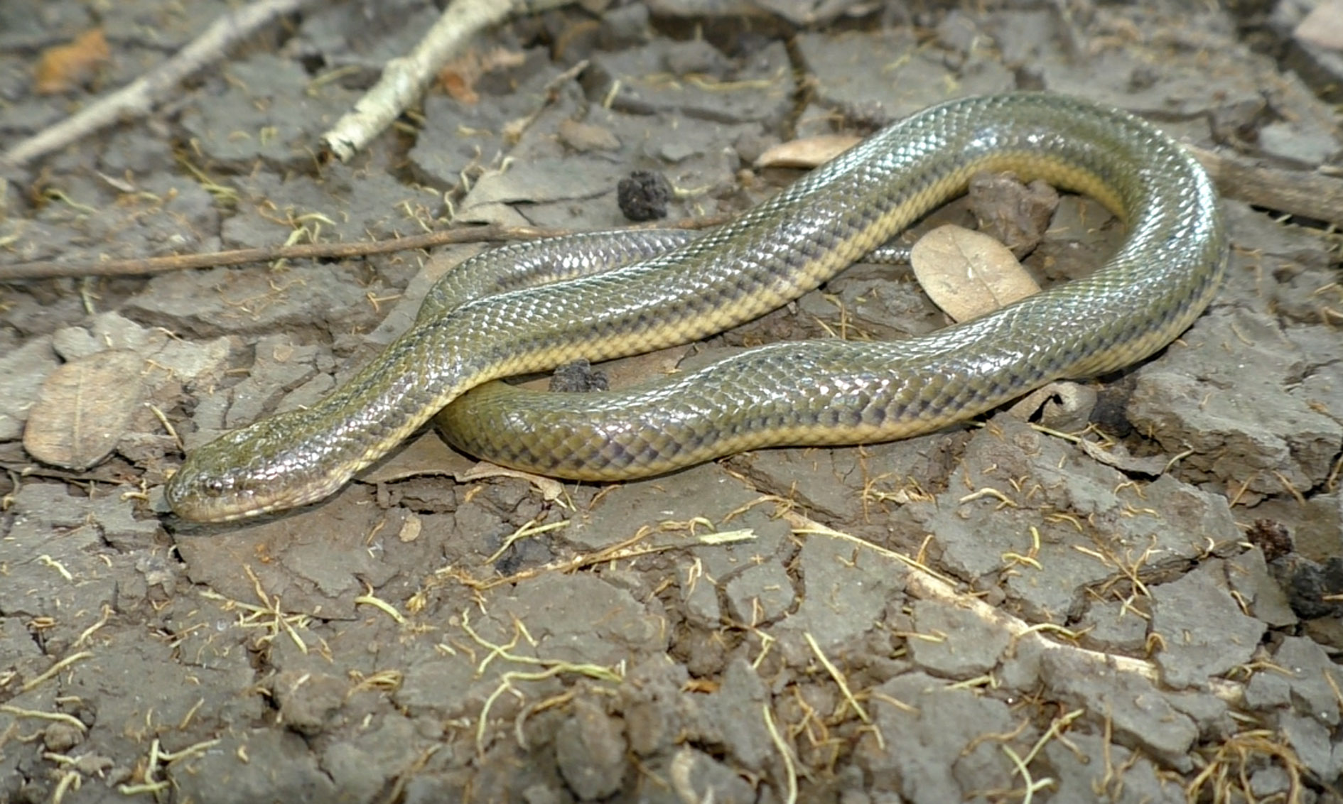 Как открыть змея геншин. Геном змеи. Гены змея. Люди с геномом змеи. Мьянме ученые обнаружили новейший вид змей myanophis.