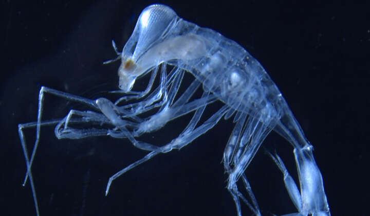 Planktonischer Amphipode Phronimella sp. aus dem Südatlantik