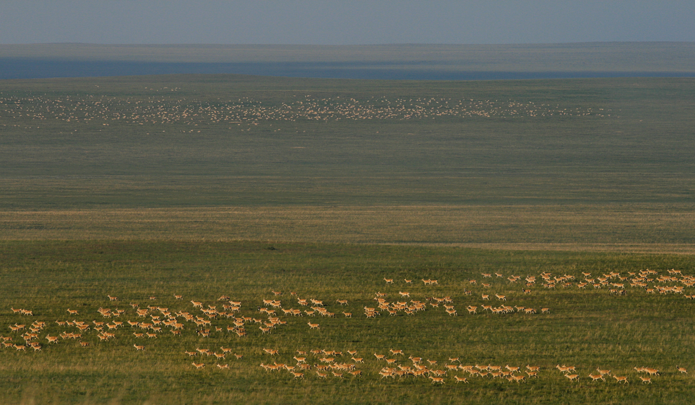 Mongolische Gazellen Herde