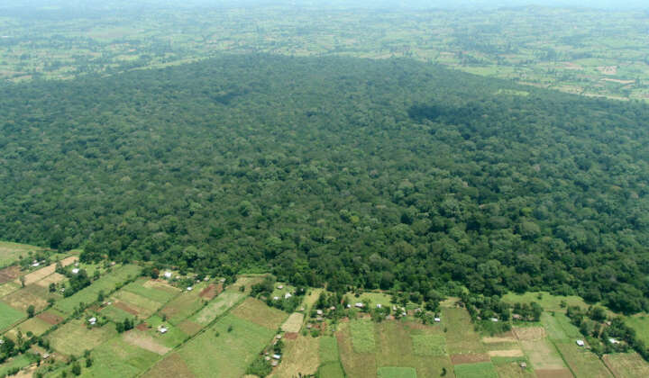 Kakamega Wald Ostafrika