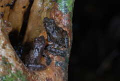 Die Laubstreufroschart Phrynobatrachus guineensis