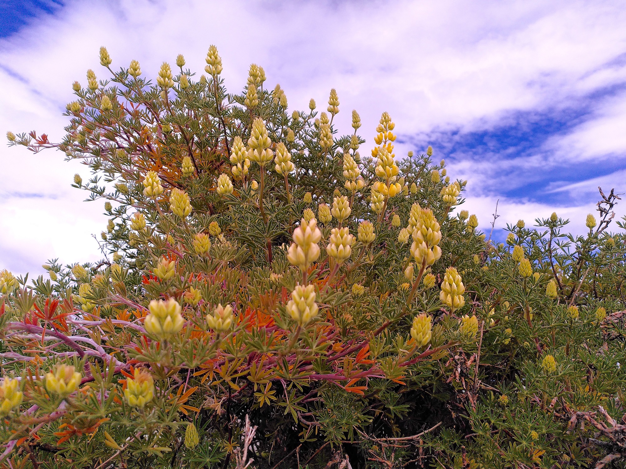 Abb. 5: Strauchlupine (Lupinus arboreus) am Strand von Punta Arenas.