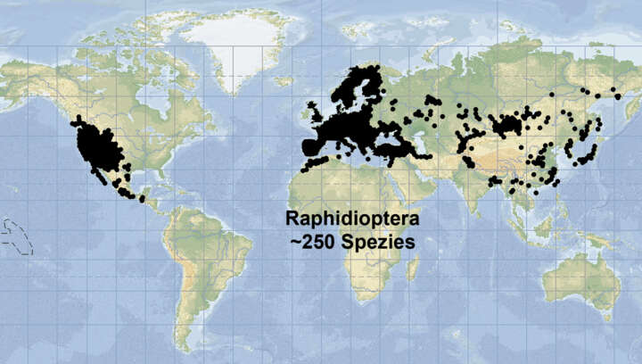 Weltweite Verbreitung der Kamelhalsfliege