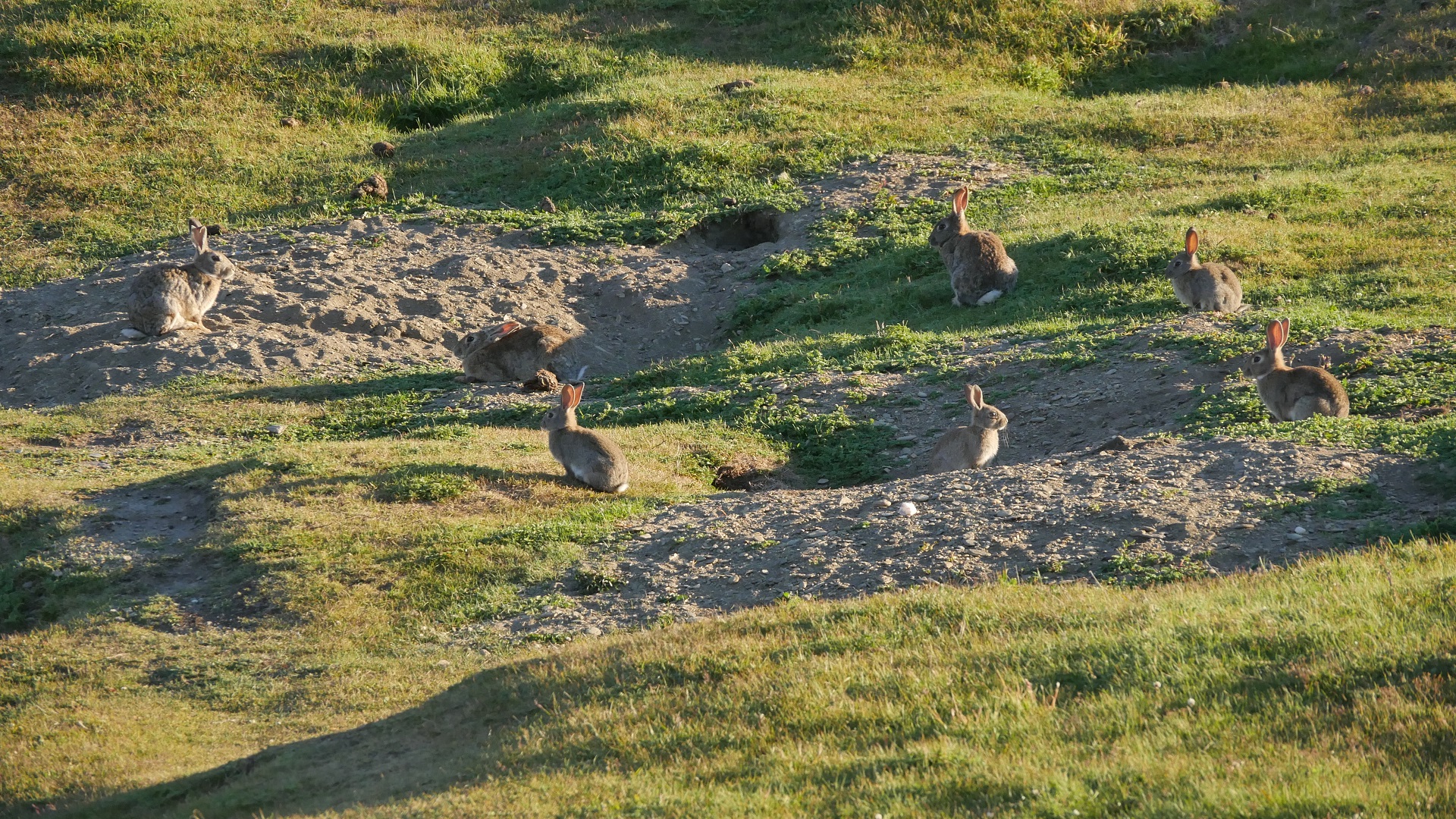 Kaninchen in der Abendsonne vor ihrem ausgedehnten Bau. Sie stutzen die überall an gestörten Stellen vorkommenden europäischen Wiesenarten zu einem englischen Rasen.