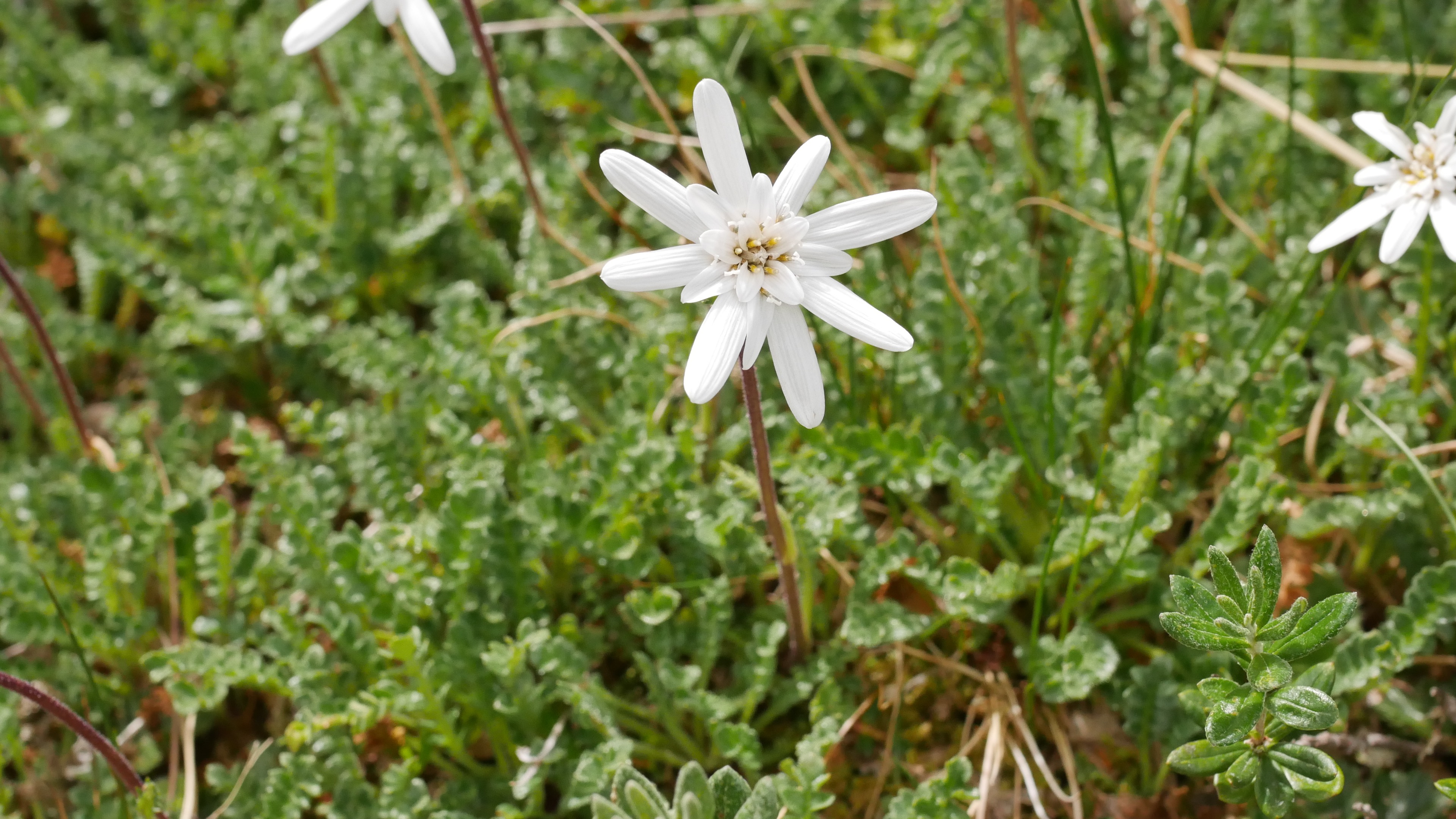 Abb. 12 Die hübsche Perezia magellanica aus der Familie der Korbblütler (Asteraceae). Sie ist an Moore, Sümpfe und feuchtes Grünland des südlichen Südamerikas gebunden.