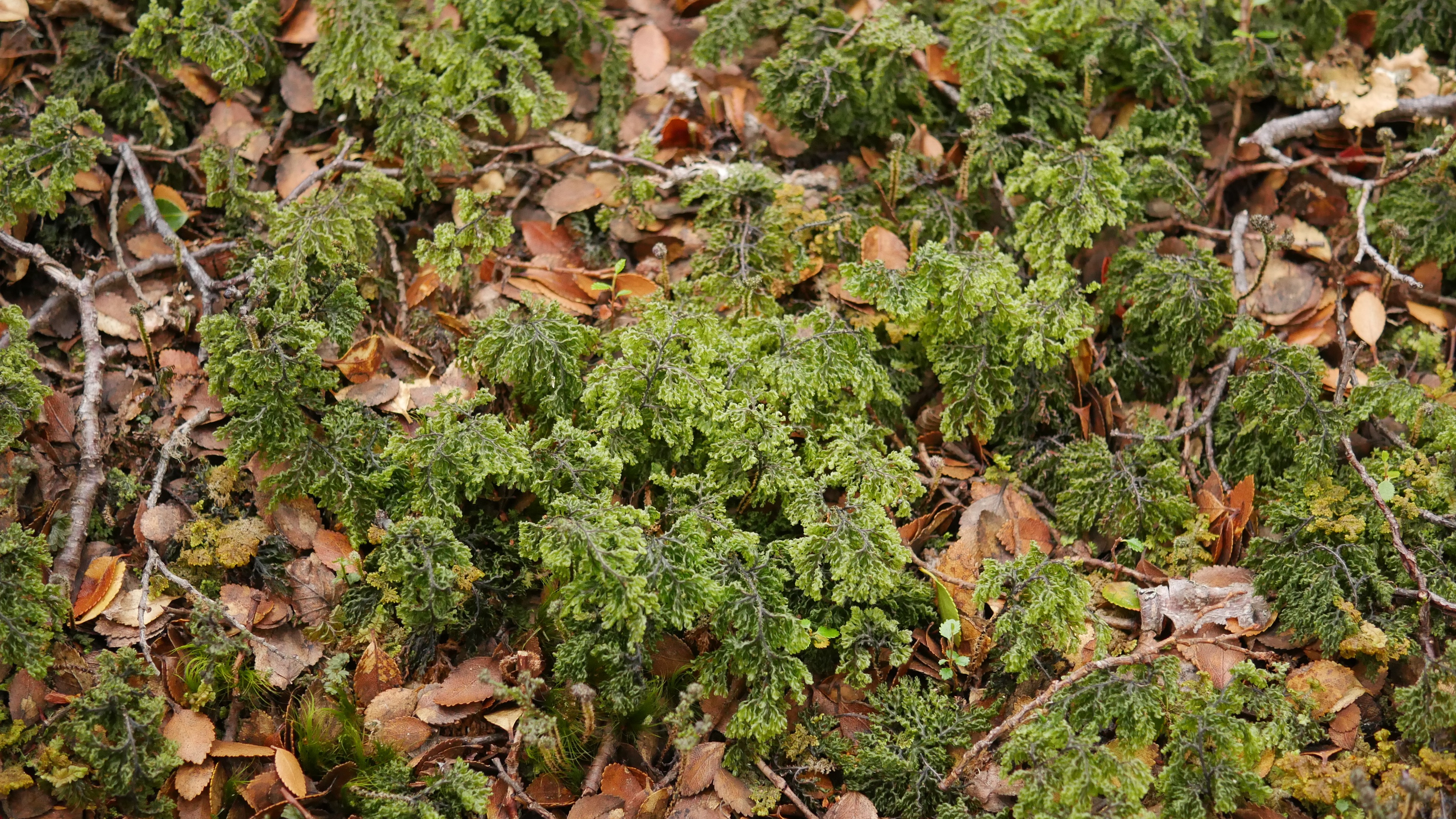 Abb. 15: Hymenophyllum tortuosum, ein Hautfarn des südlichen Südamerikas am Boden eines feuchten Südbuchenbestandes.