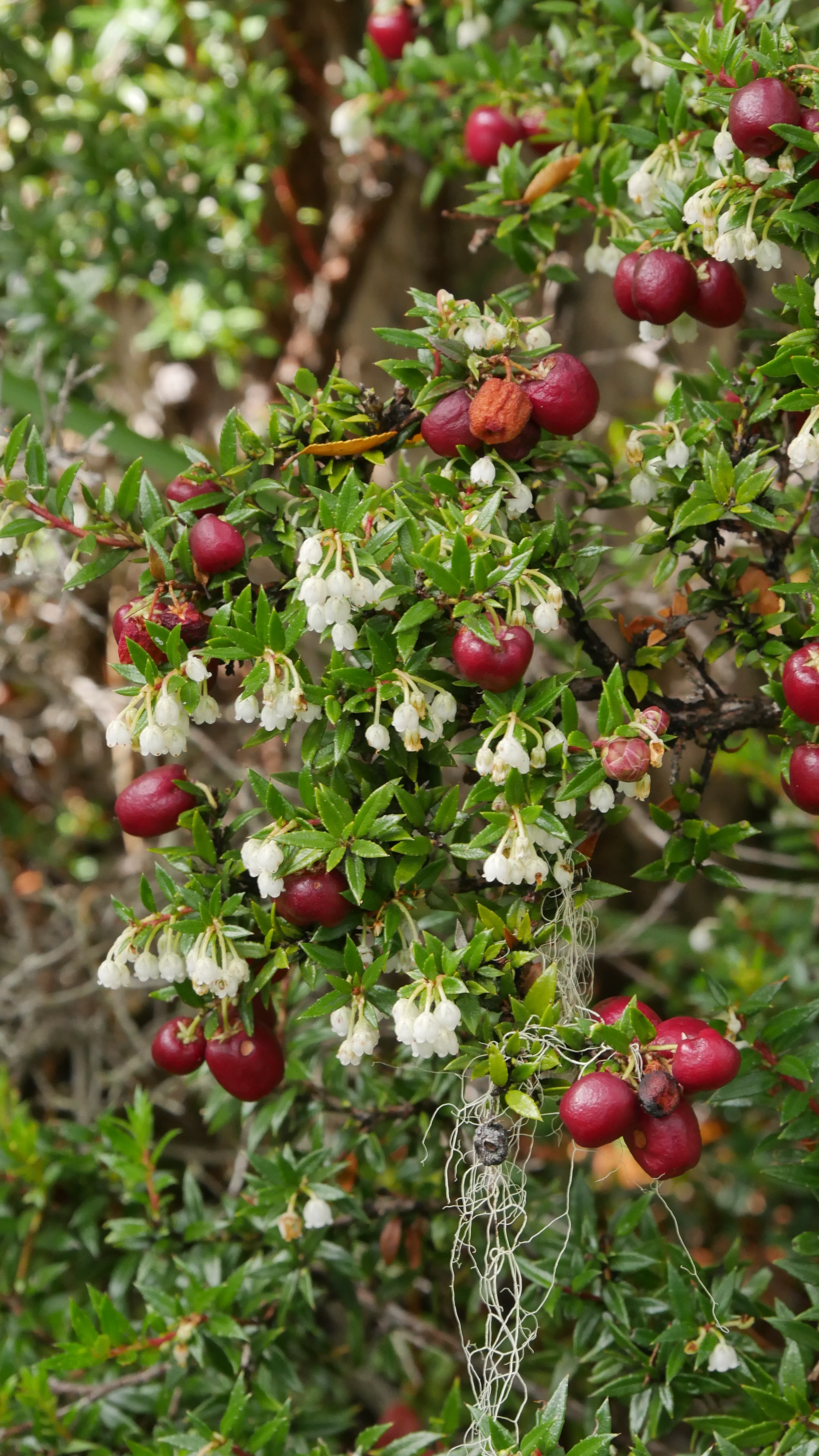 Abb. 1 Torfmyrte (Gaultheria mucronata) blüht und fruchtet zur Zeit gleichzeitig. Die Beeren sind essbar.