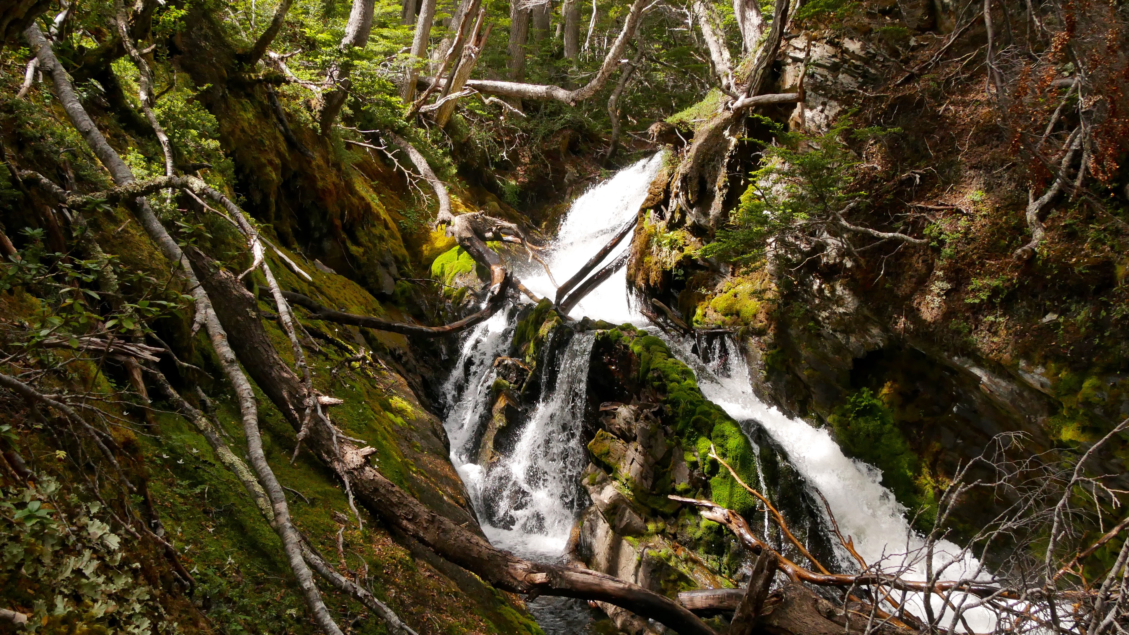 Abb. 2 Wasserfall am Río Róbalo mit steilen, von feuchtigkeitsliebenden Moosen und Hautfarnen bewachsenen Felsen.
