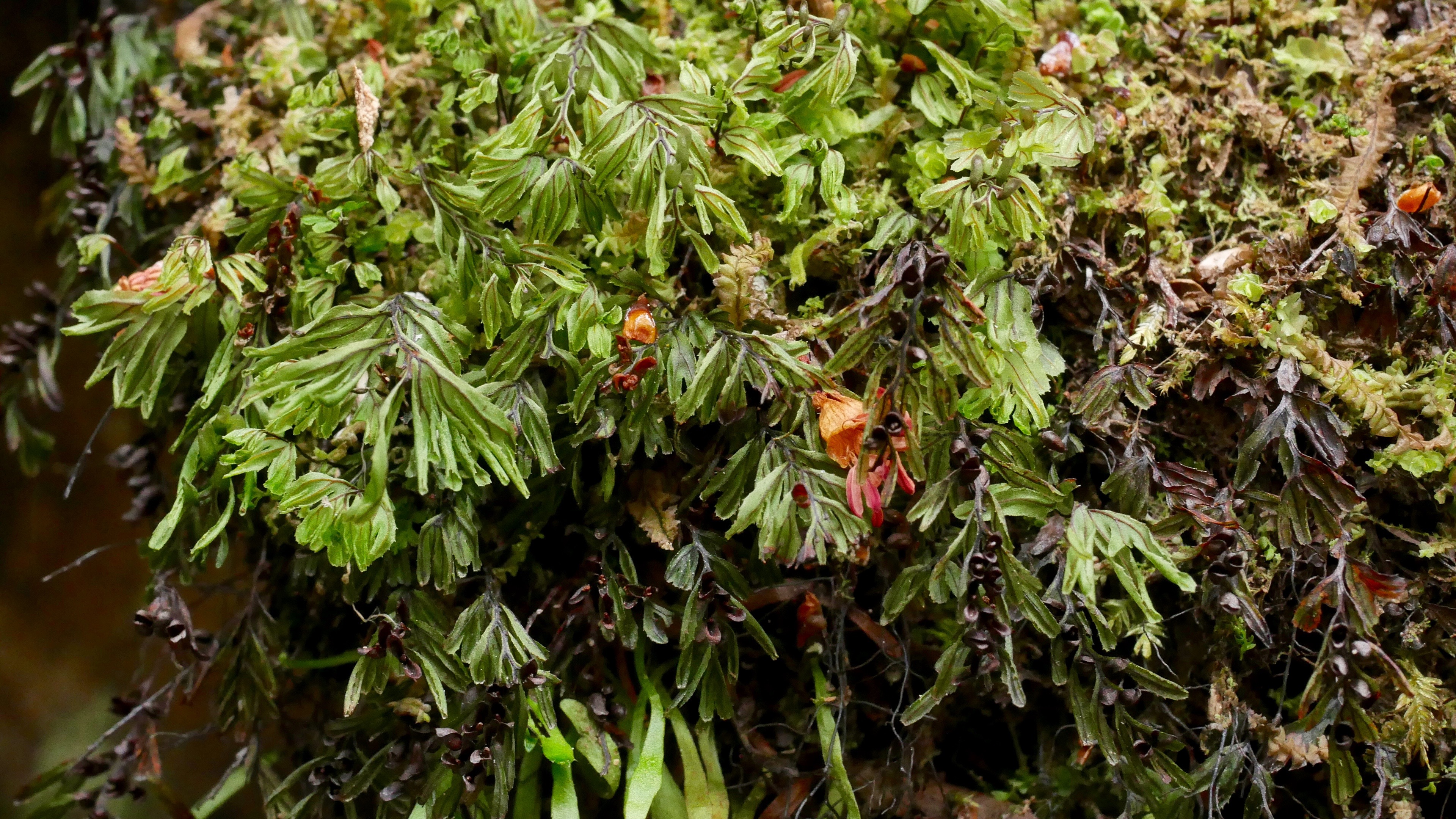 Abb. 3 Der südhemisphärisch verbreitete Hautfarn Hymenophyllum peltatum, der typischerweise den Boden feuchter Wälder in den Tieflagen besiedelt.