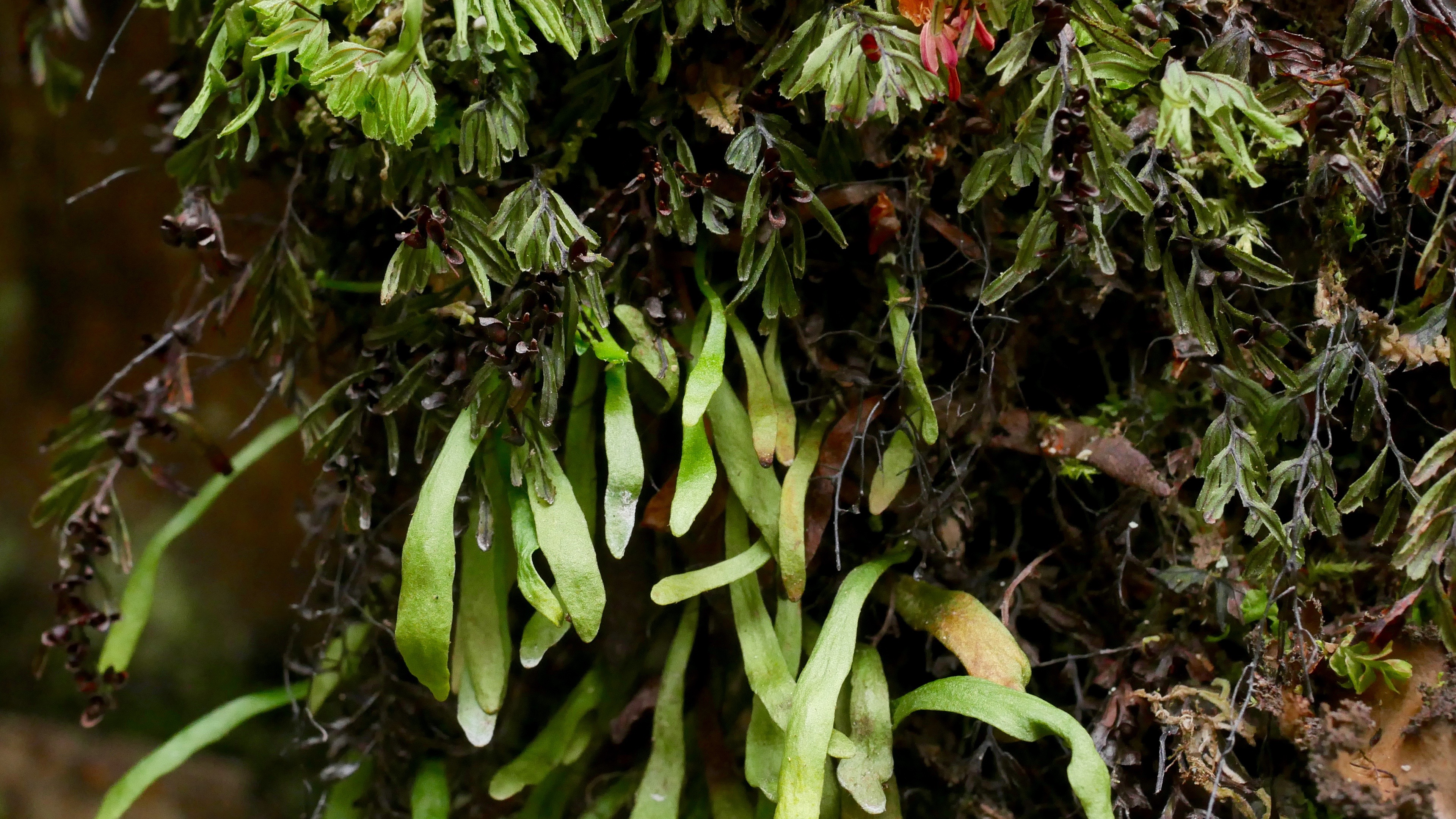 Abb. 4 Notogrammitis angustifolia, eine kleine südhemisphärische Farnart, die in feuchter Umgebung an Felsen und in Felsspalten, aber auch auf Baumstämmen zu finden ist.