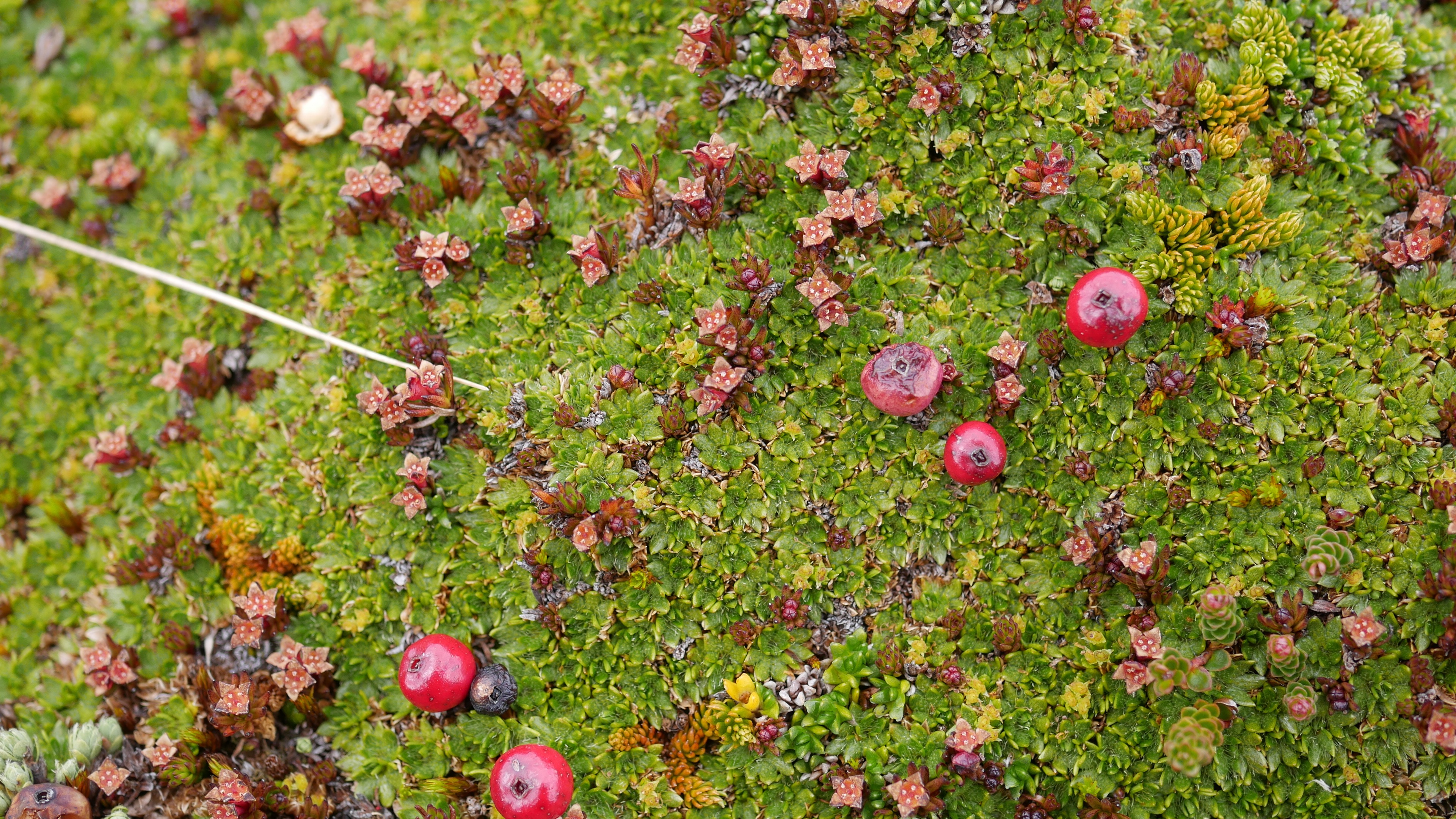 Die kleinen, rötlichen Blüten gehören zu Nanodea muscosa. Im Spanischen wird sie „Mooräpfelchen“ genannt. Sie wächst meist inmitten der sogenannten Andenpolster, hier von Azorella cespitosa. Zusammen mit Chilenischer Zwergscheinbeere (Gaultheria pumila) und Bärlapp (Lycopodium cf. magellanicum).