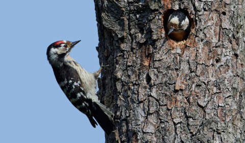 Lesser spotted woodpecker (Dryobates minor) in its natural habitat in Denmark