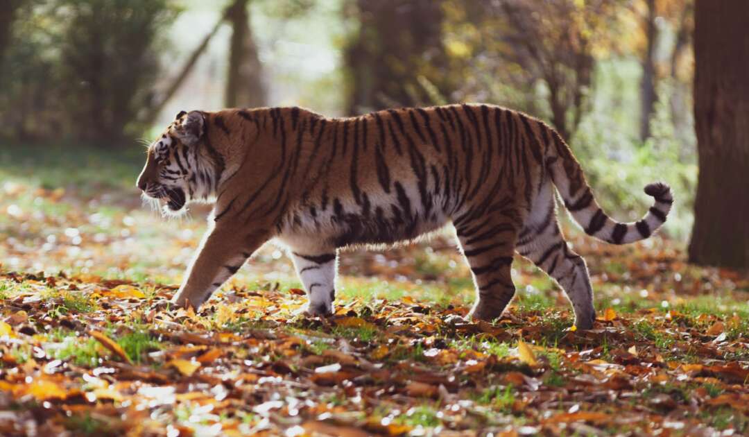 Raubtiere wie der Tiger (Panthera tigris) könnten aufgrund des Genverlustes Probleme mit Umweltgiften bekommen.