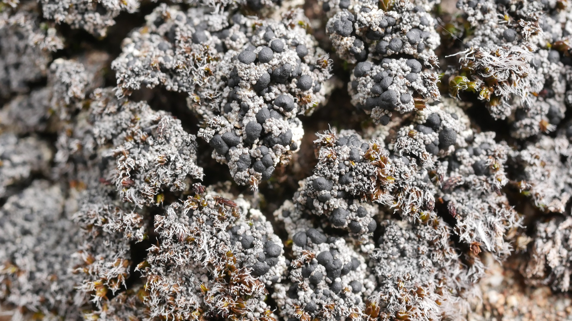 Die winzige Krustenflechte Frutidella caesioatra ist sehr wählerisch. Sie wächst ausschließlich auf gesteinsbewohnenden Moosen der Gattungen Andreaea und Schistidium.