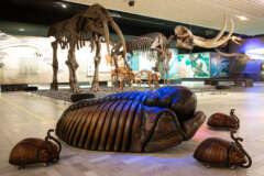 Das Rock Fossils-Team entwickelte Trilobiten-Bikes, mit denen Kinder um die Mammuts kurven können. Benannt wurde die Trilobitenart Arcticalymene viciousi nach Sid Vicious von den Sex Pistols.