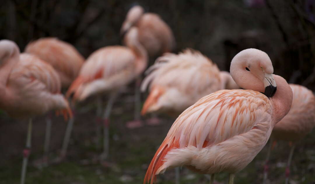 Flamingos im Zoo Frankfurt