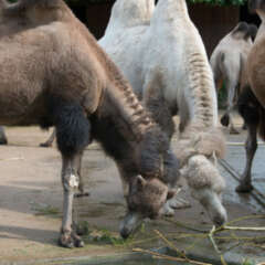 Kamele im Frankfurter Zoo