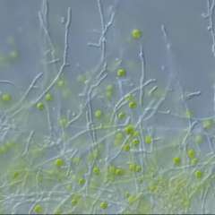 Bestimmte von Pilzen gebildete Substanzen halten Bakterien in Schach