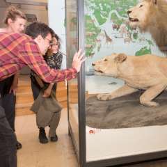 Museumspat*innen besuchen die Löwen