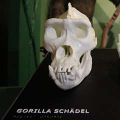 Tastmodell Gorilla