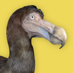 200 Jahre Senckenberg Naturmuseum Frankfurt Dodo