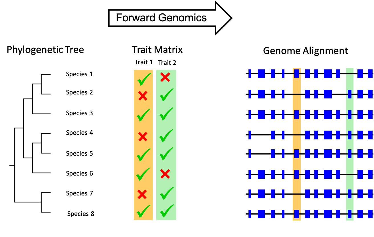 Populationsgenetik Website