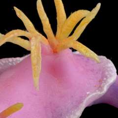 Nacktkiemer Prachtsternschnecke Hypselodoris apolegma