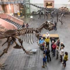 Viele Besucher im Museum im ersten Lichthof bei Dinosaurierskeletten