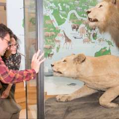 Museumspat*innen besuchen die Löwen
