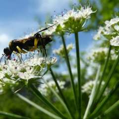 SDEI Kustodiat Hymenoptera Fortschung Blattwespe Portugal