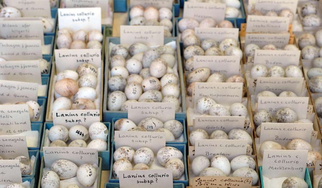 Sammlung Ornithologie Eier