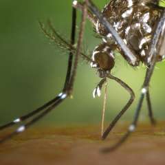 Die Asiatische Tigermücke (Aedes albopictus) ist mittlerweile auch in Europa weit verbreitet und kann gefährliche Krankheitserreger übertragen.