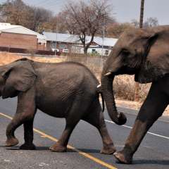 Wie diese Elefanten in Botswana hielten sich Säugetiere weltweit 36 Prozent näher an Straßen auf.