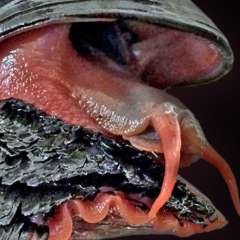 Die Schuppenfußschnecke (Chrysomallon squamiferum) wurde als erste Tiefseeart auf der Roten Liste der IUCN aufgrund des Risikos durch den Tiefseebergbau als „Gefährdet“ eingestuft.