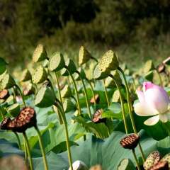 Indische Lotusblume Nelumbo nucifera