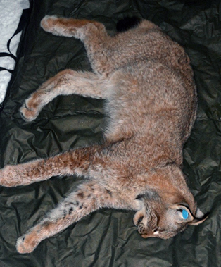 Lynx captured for transmitter