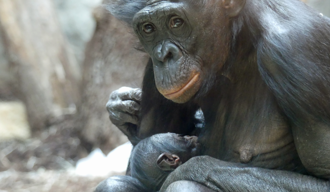 Bonobo Nayoki mit Jungtier, September 2023